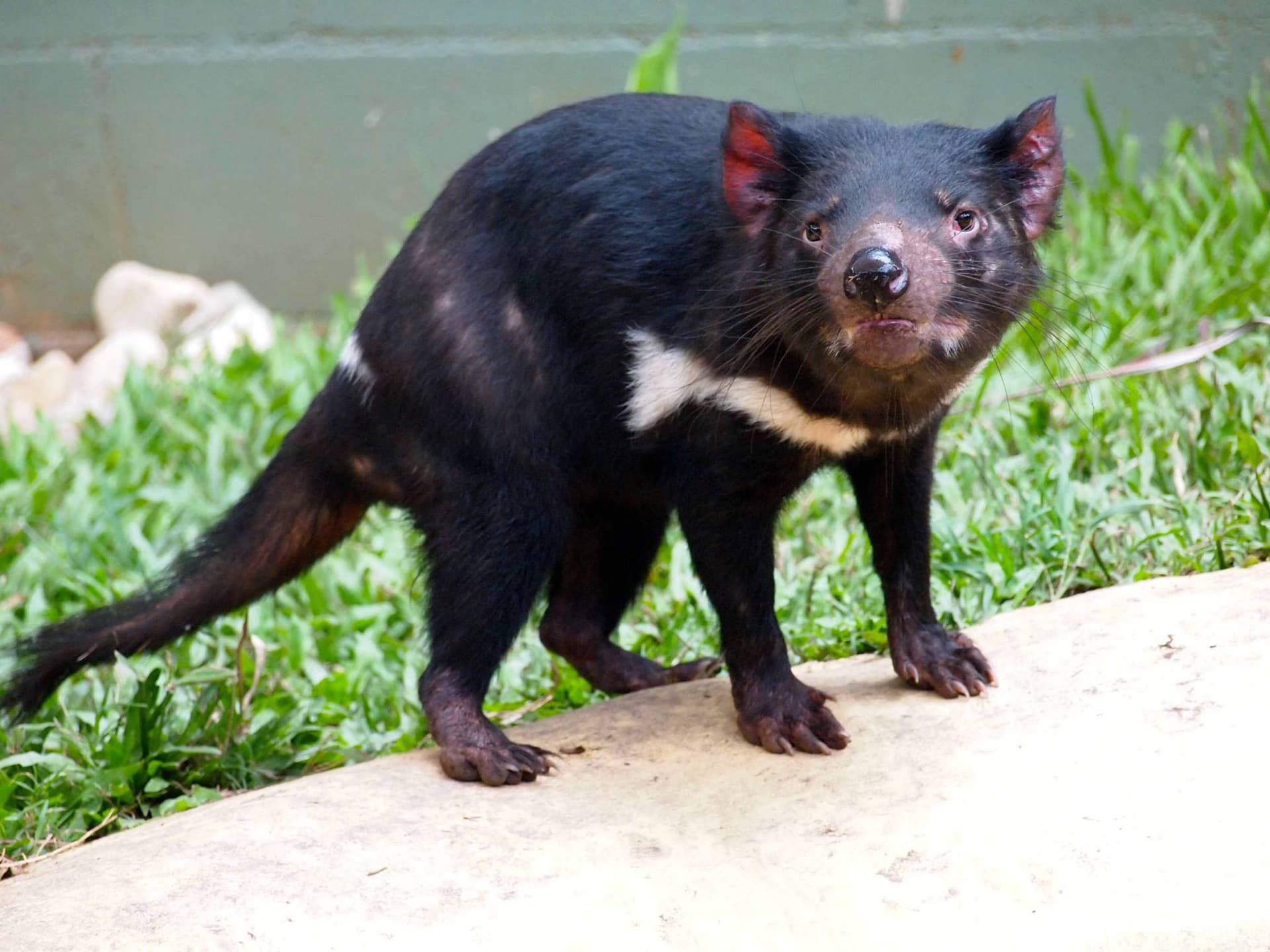 Full-Day Kuranda Tour with Skyrail Cableway, Scenic Railway and Rainforestation - image 12